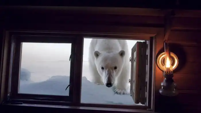 Белый медведь: История про уважение к крупнейшему наземному хищнику