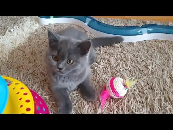 Милый котик играет