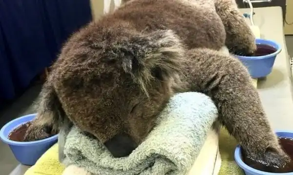 Как люди со всей Австралии бросились на помощь животным, погибающим от пожара. Это неравнодушие трогает до слез