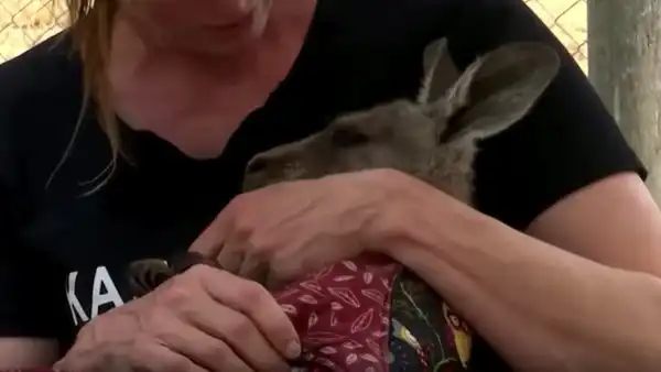 Как люди со всей Австралии бросились на помощь животным, погибающим от пожара. Это неравнодушие трогает до слез
