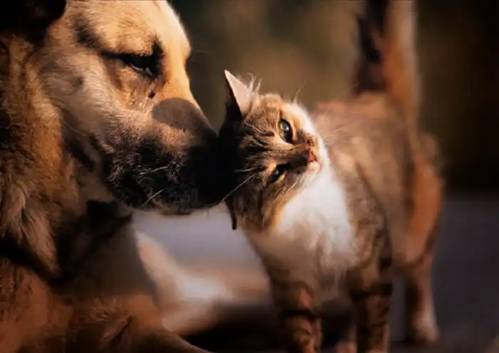 Почему у котов и собак мокрые носы