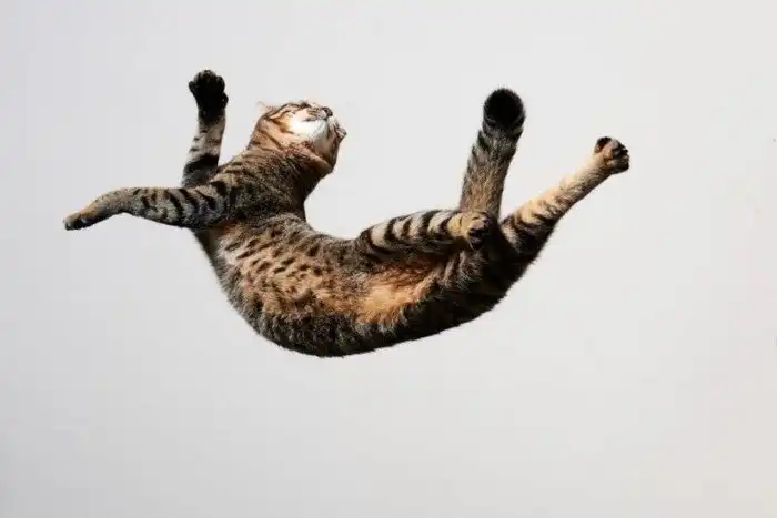 Как кошка выживает после падения с большой высоты?