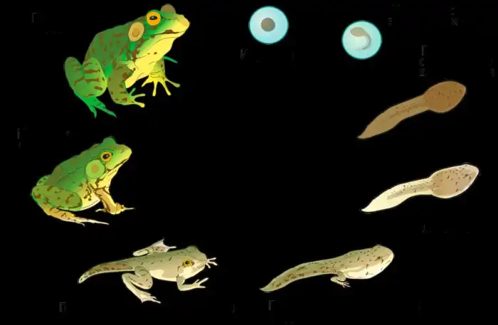Метаморфозы головастика лягушки. Превращение головастика в лягушку. Метаморфоз головастика. Стадии лягушки. Головастики лягушек цикл.