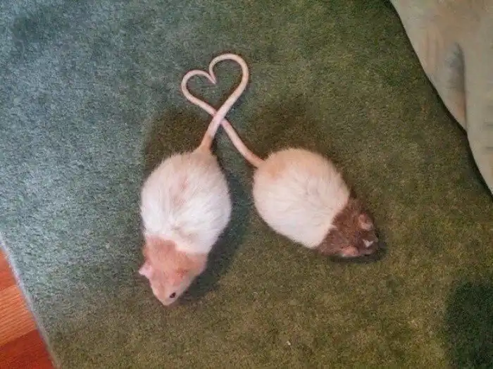 Картинка 3 крысы держатся за руки