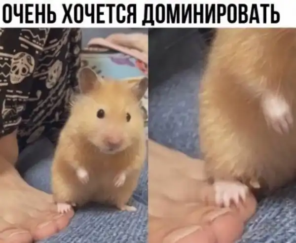 Картинки и мемы для настроения