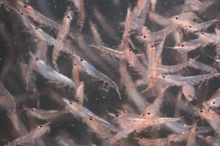 Почему планктона так много и им питаются все, кому не лень?