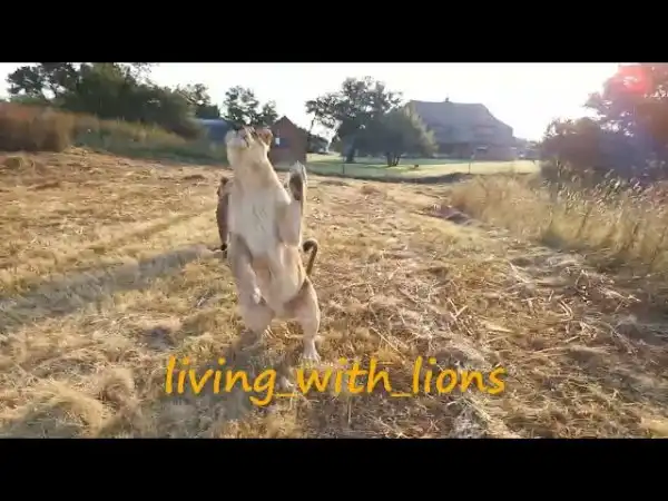 Разница между львицей и львом