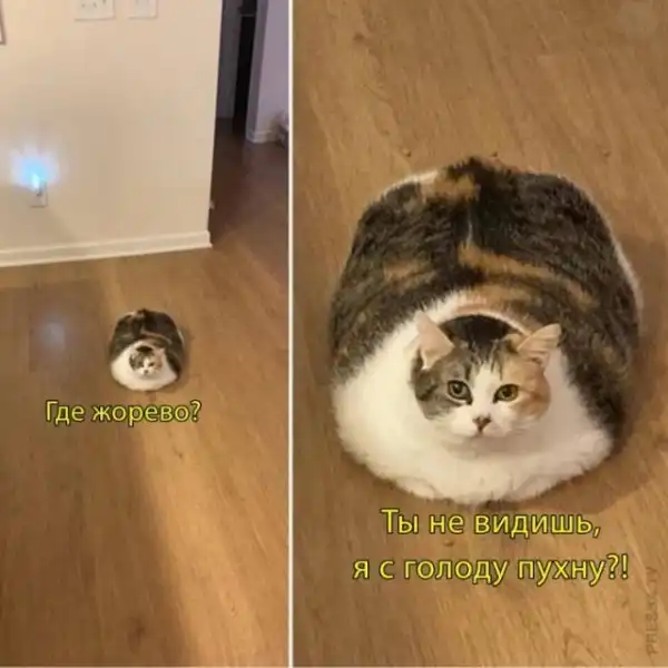 Картинки и мемы для настроения