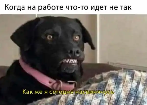 Картинки и мемы для настроения