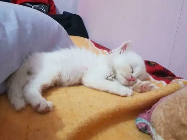 Котики