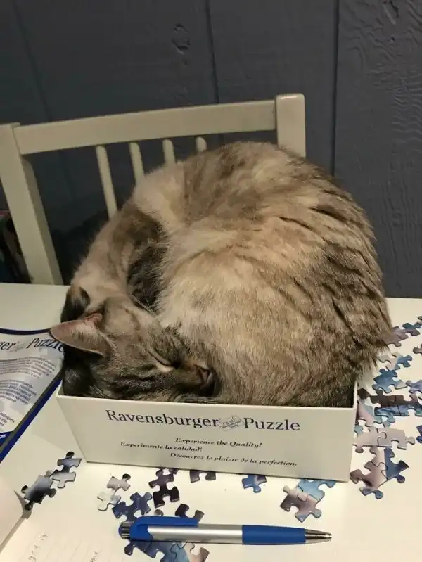 Котики