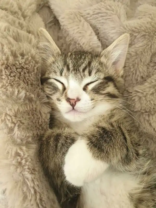 Котики