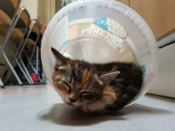 Котики