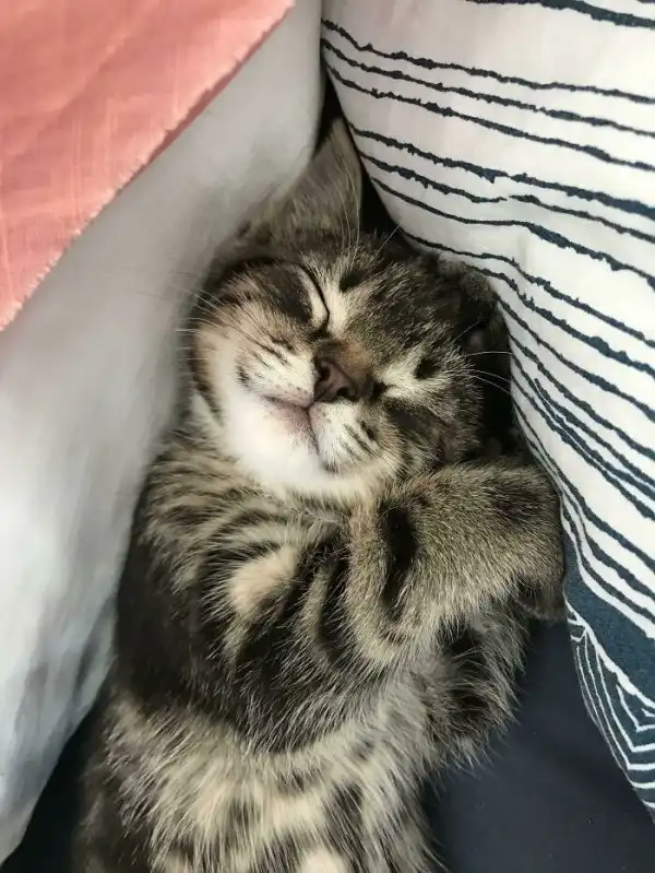 Котики