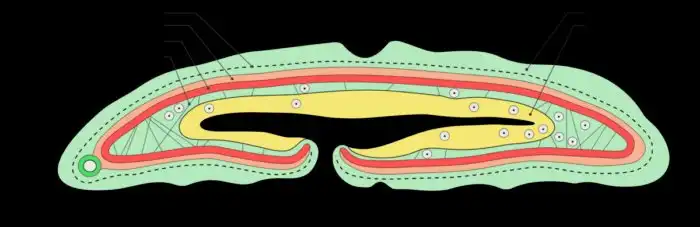 Лиловый носок: Простейший организм, о котором мы ничего не можем понять. Зато смешно