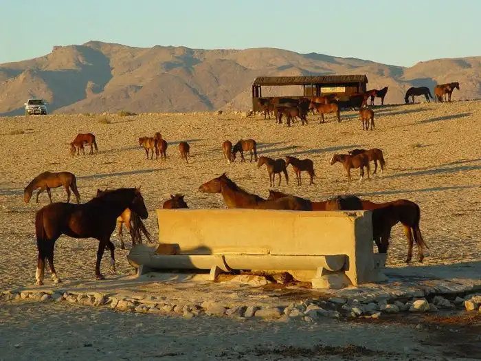 Лошади пустыни Намиб: Тайна иссушенных, но выживших коней из безжизненной пустыни