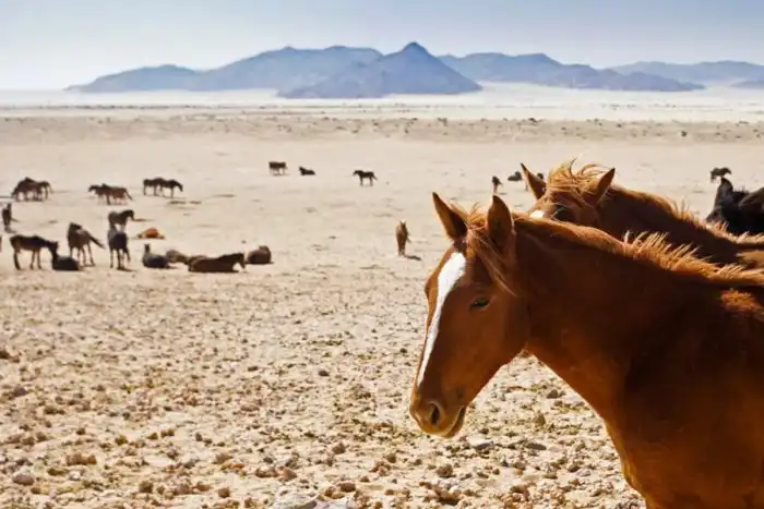 Лошади пустыни Намиб: Тайна иссушенных, но выживших коней из безжизненной пустыни