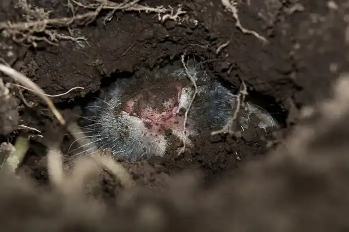 Цокор: Подземный вредитель, но это не крот. Странный зверь с навыком пропалывать землю наоборот