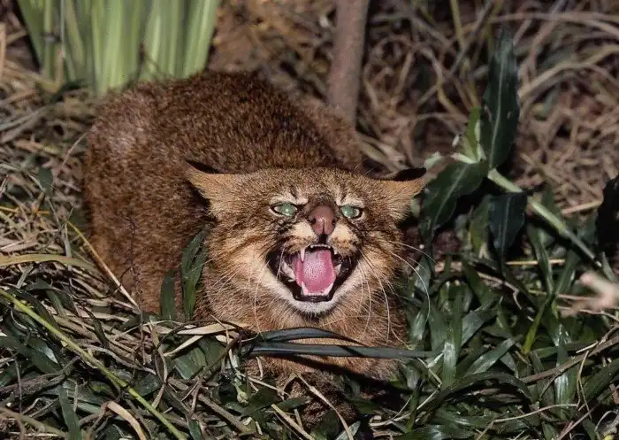 Пампасская кошка: Эффективнее ягуара. Вечно недовольный кот убивает добычу  почти в 100% случаев » uCrazy.ru - Источник Хорошего Настроения