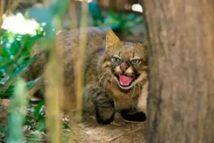 Пампасская кошка: Эффективнее ягуара. Вечно недовольный кот убивает добычу  почти в 100% случаев » uCrazy.ru - Источник Хорошего Настроения