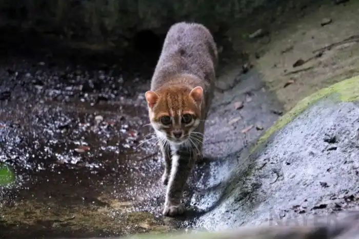 Суматранская кошка: Огромные глаза и воровство сладкой картошки. «Инопланетный» вид котиков из глухих джунглей