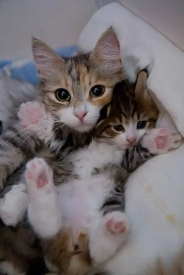 Красавцы коты и их очаровательные мини-копии