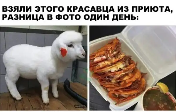 Весёлый полтишок
