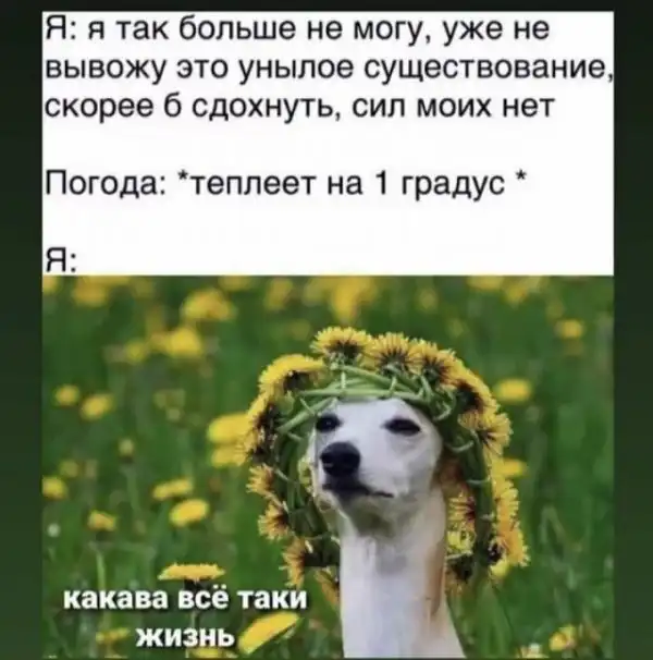 Лучшие шутки и мемы из Сети