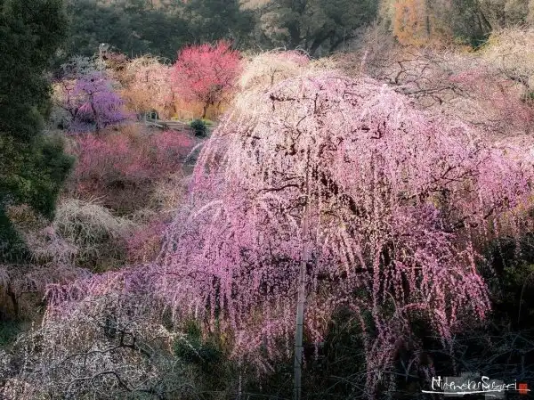 Хидэнобу Судзуки сделал серию красивых фото с цветущей сакурой в Японии