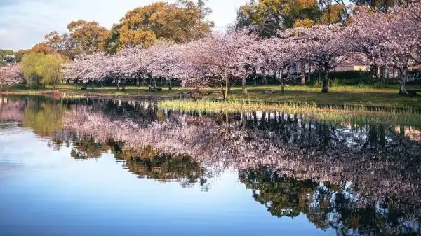 Хидэнобу Судзуки сделал серию красивых фото с цветущей сакурой в Японии