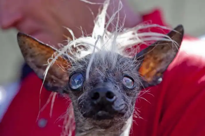 Китайская хохлатая: Самая некрасивая в мире порода собак. В этом виноват «ген мертвеца»