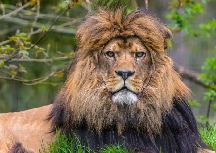 Зачем льву грива, она же мешает охоте? 5 небанальных фактов про львов