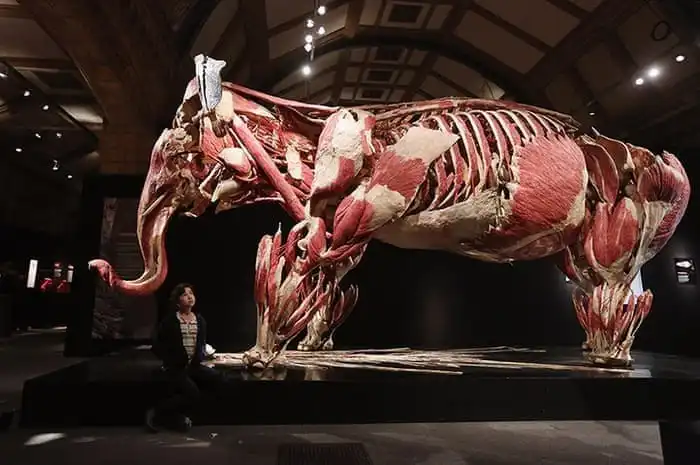 20 обычных животных в необычном ракурсе: разрезы, скелеты, рентген