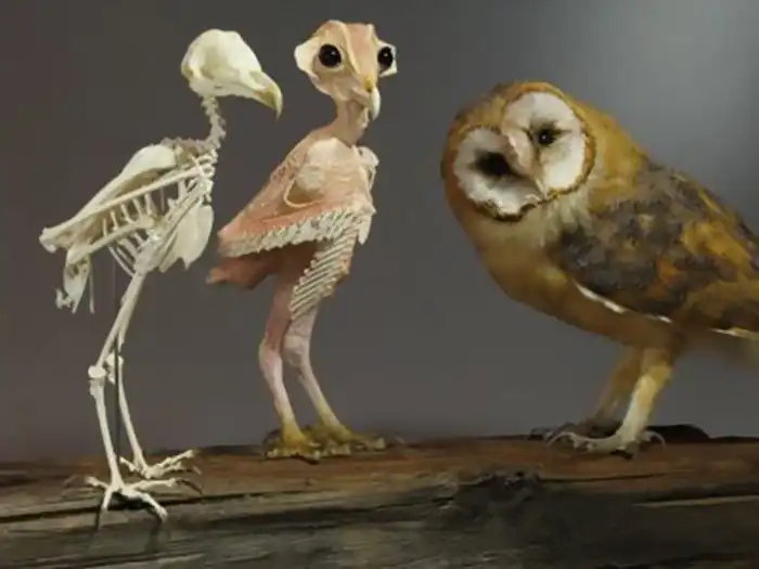 20 обычных животных в необычном ракурсе: разрезы, скелеты, рентген