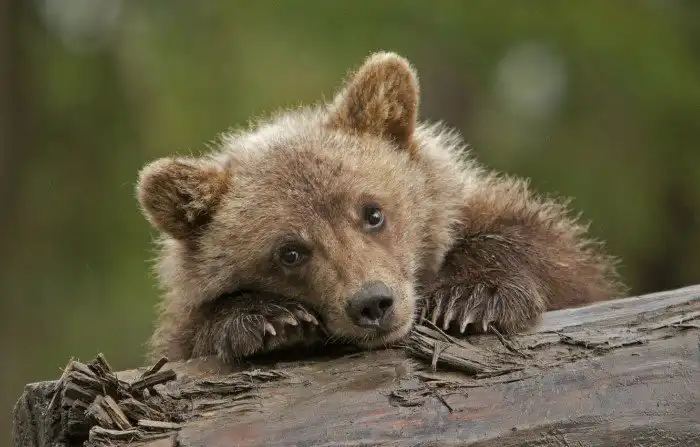 Как медведицы рожают во сне? Факты о том, как медведи выживают зимой
