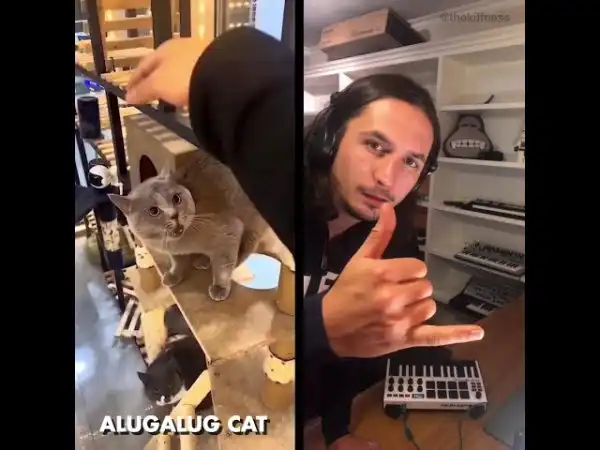 Песня про кота