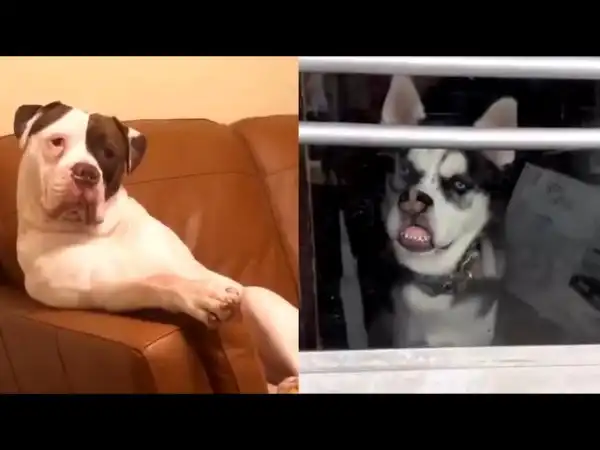 Смешные собаки