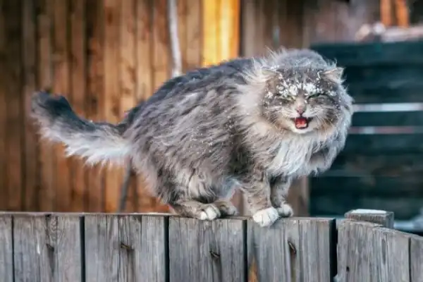 Зверюшки