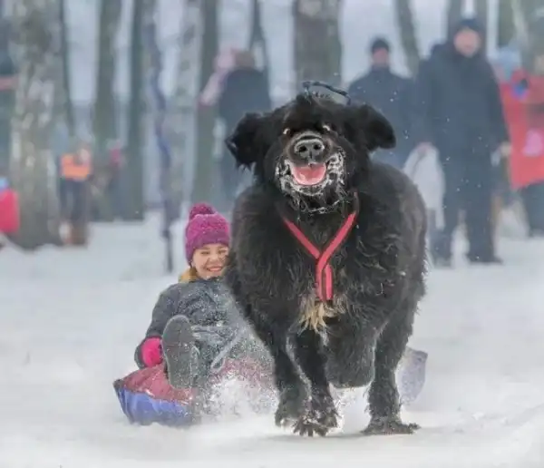 Зверюшки