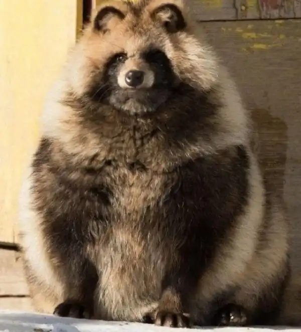 Зверюшки