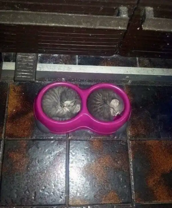 Зверюшки