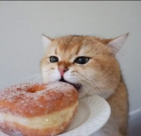 Зверюшки