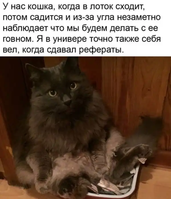 Картинки и мемы для настроения