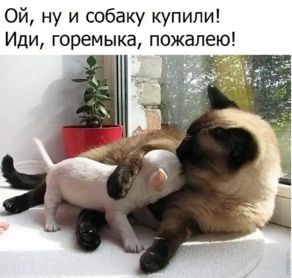 Картинки и мемы для настроения