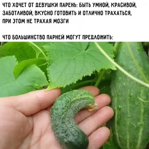 Весёлые