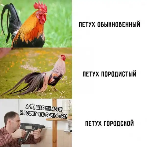 Весёлые