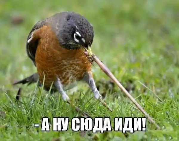 Так себе картинки