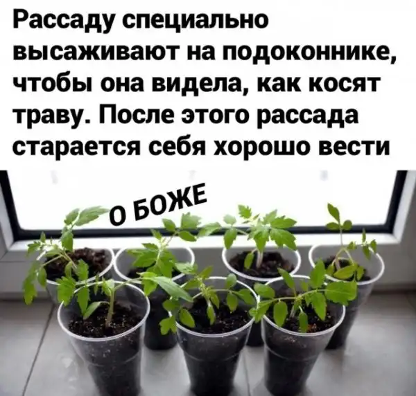 Весёлые
