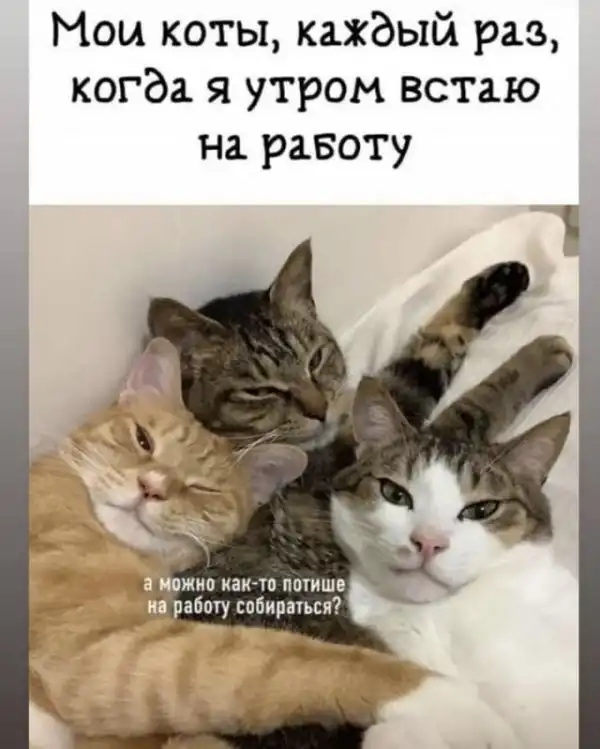Скрины из соцсетей