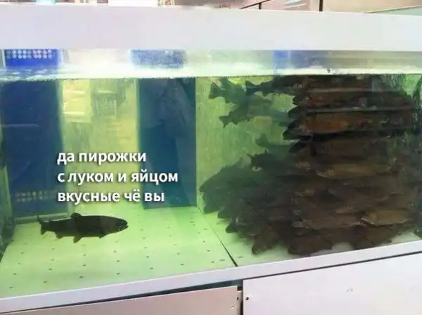 Нестандартный юмор :)